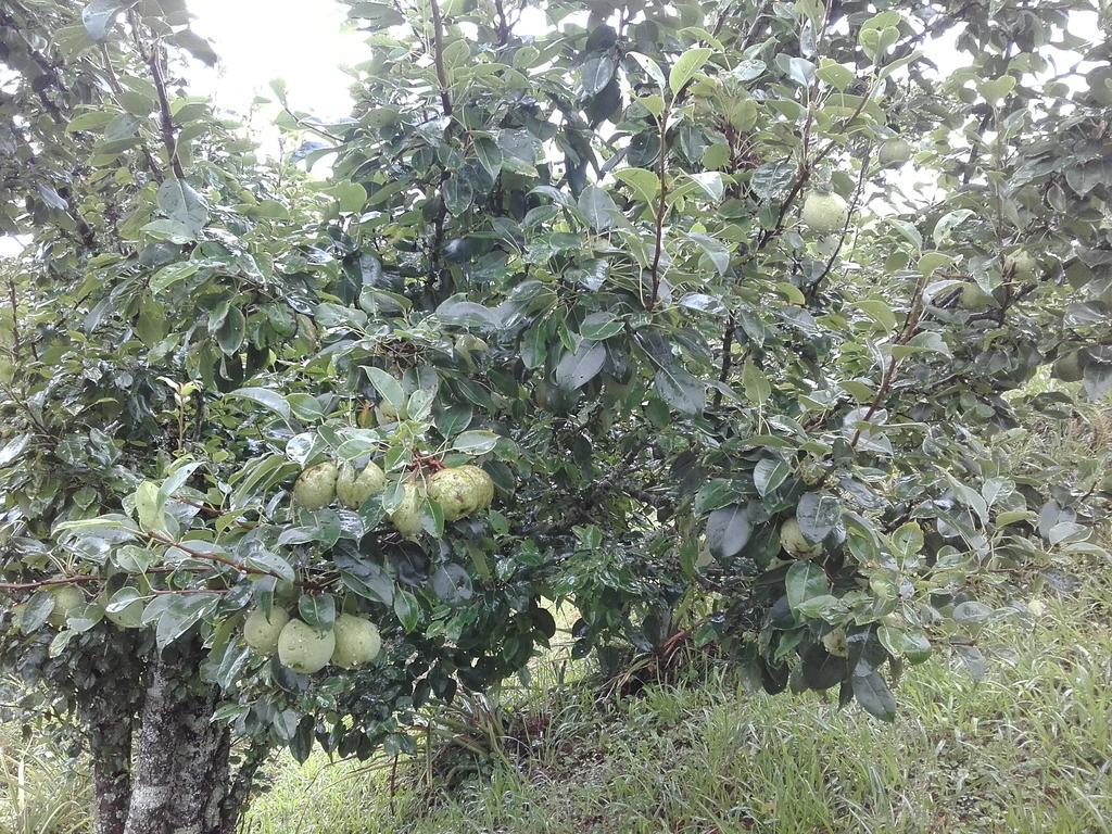 Sitio Pinhal Ξενοδοχείο Silveiras Εξωτερικό φωτογραφία